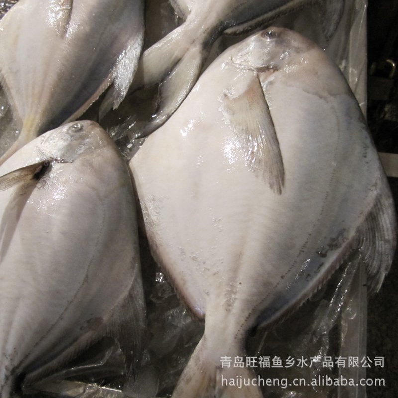 金枪鱼市场动态:绿色潮流下的蓝色收获